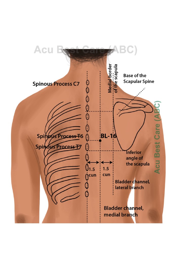 Acubestcare Meridian UB-16 or BL-16